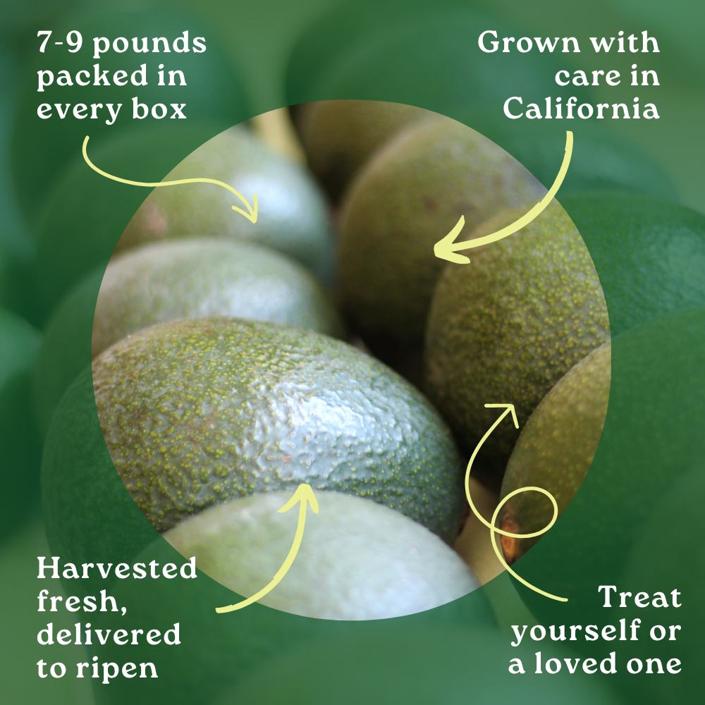 Reed Avocado Box