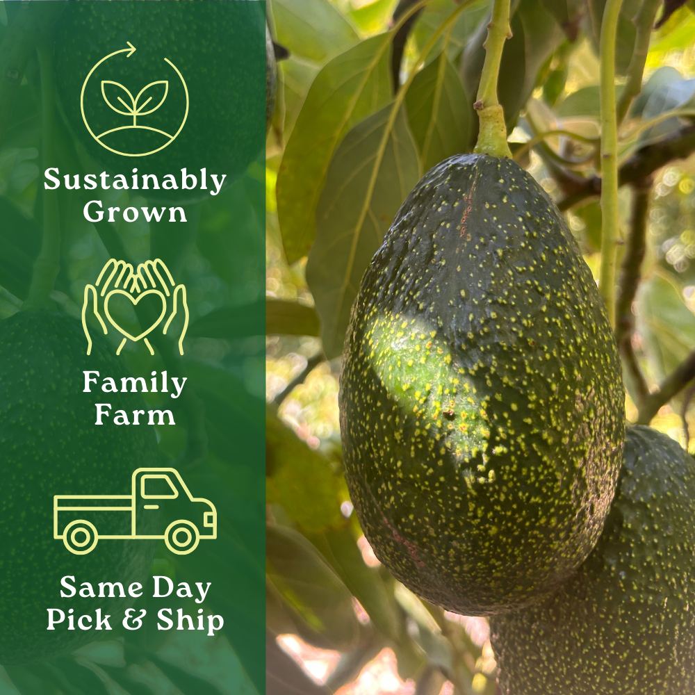 Gem Avocado Box