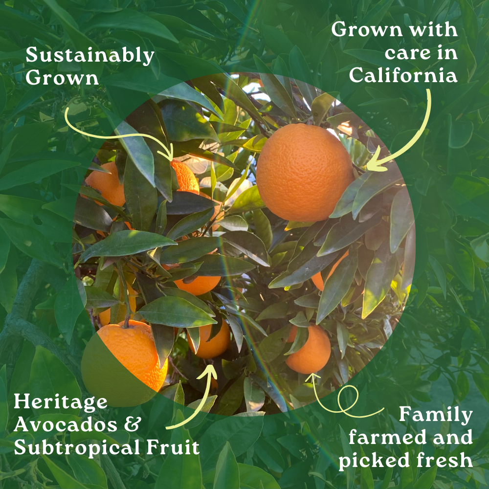 Valencia Orange Box