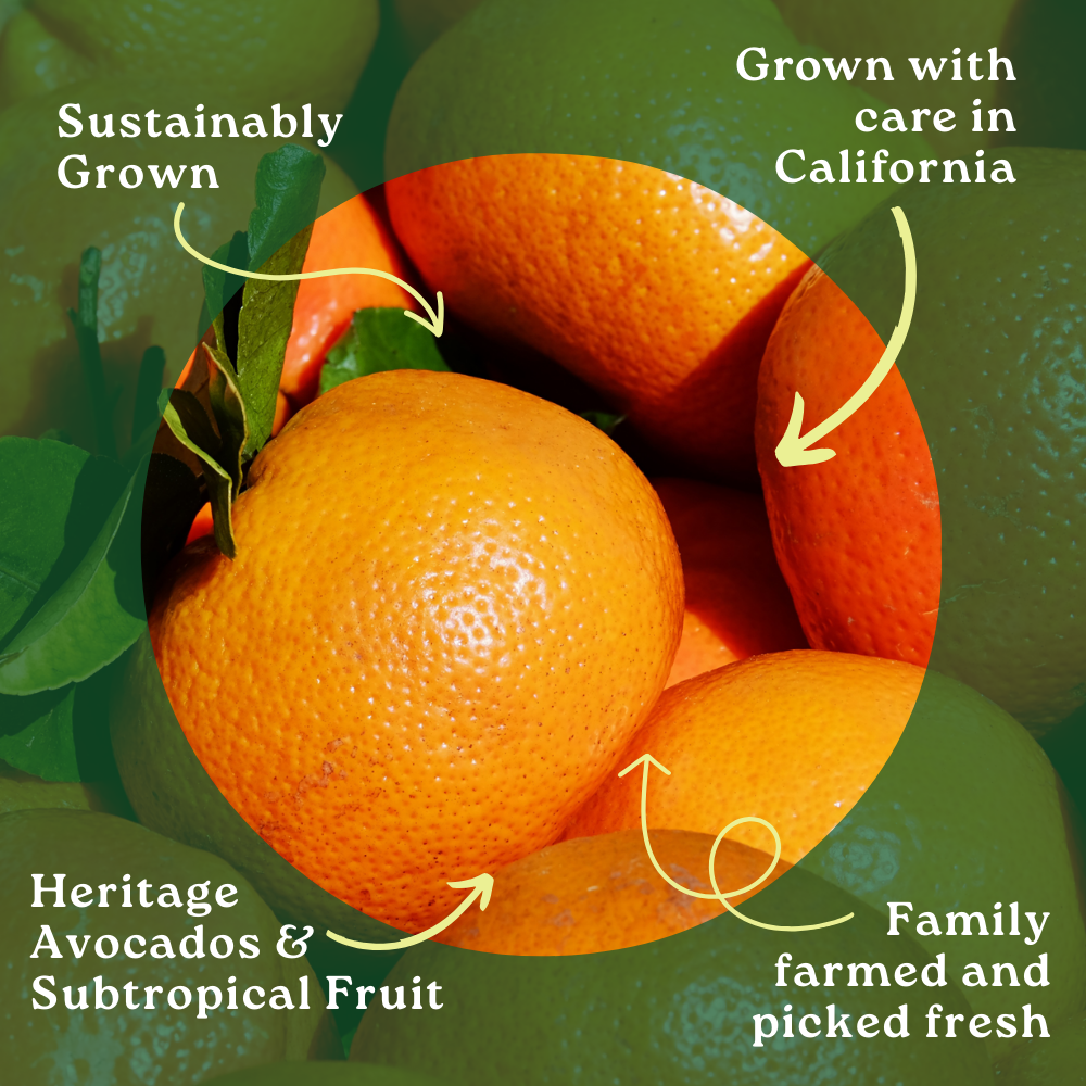 Limited Edition Seedless Daisy Mandarin Box