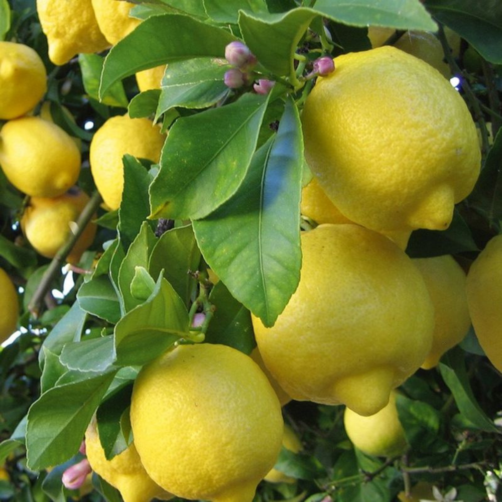 Eureka Lemon Box