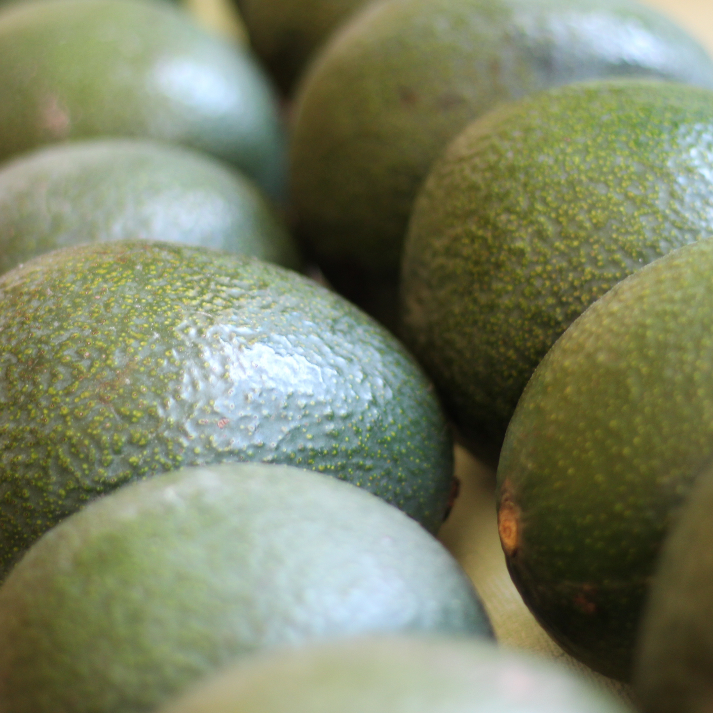 Reed Avocado Box