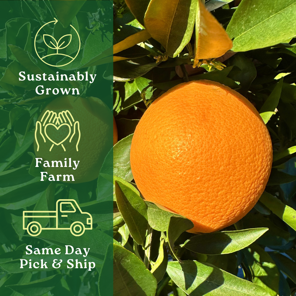 Navel Orange Box