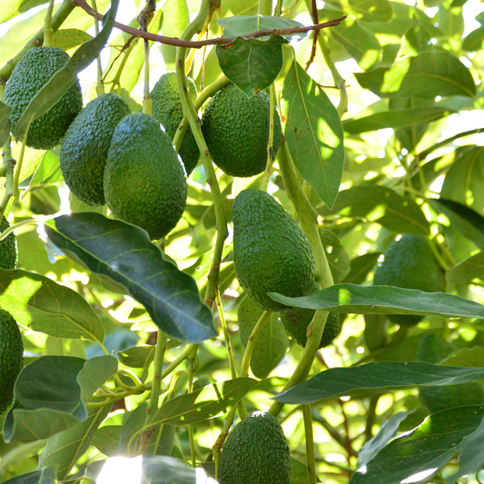 Hass Avocado Box