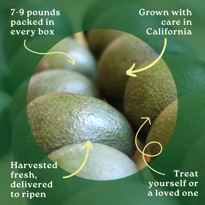 Reed Avocado Box