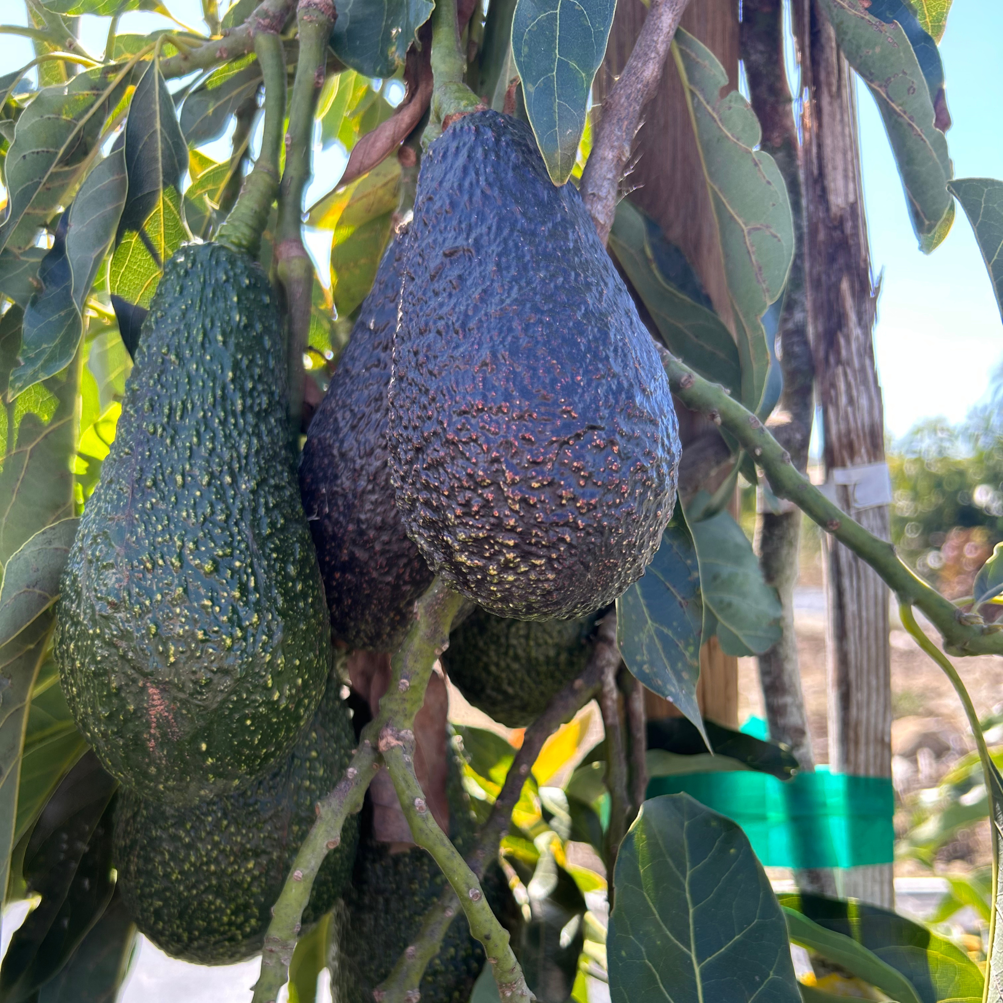 Maluma Avocado Box