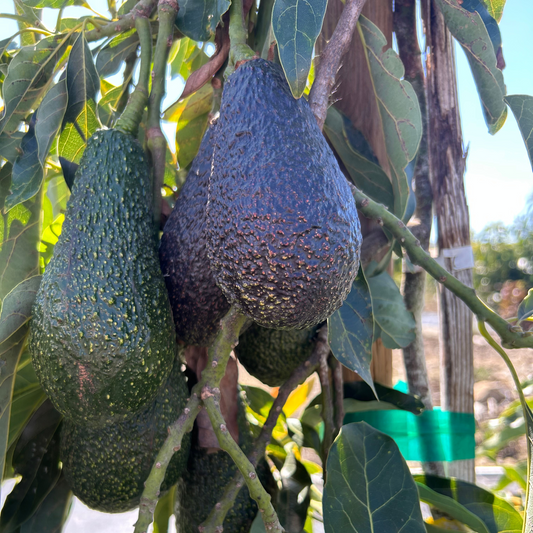 Maluma Avocado Box