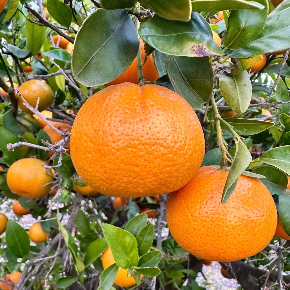 Tango Mandarin Box