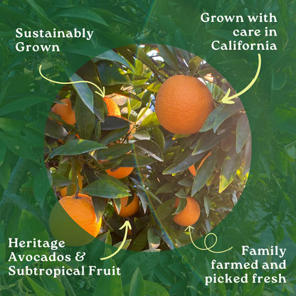 Valencia Orange Box