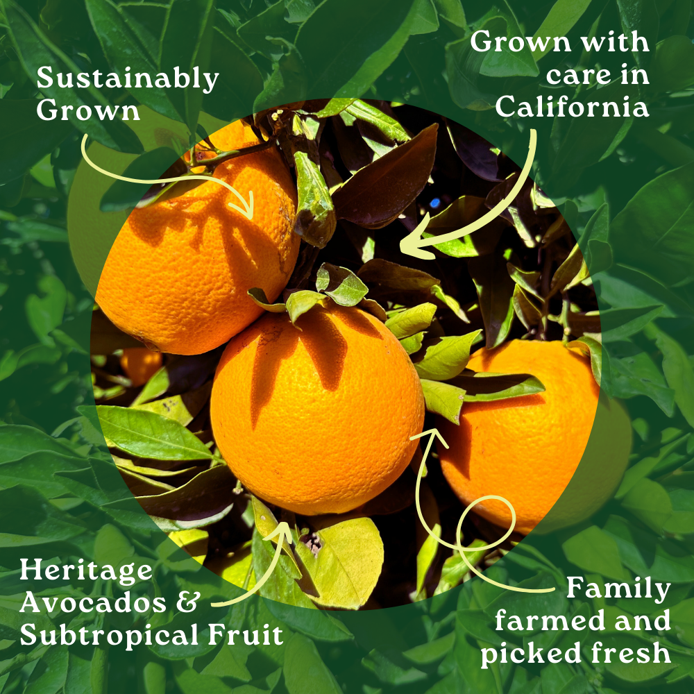 Navel Orange Box