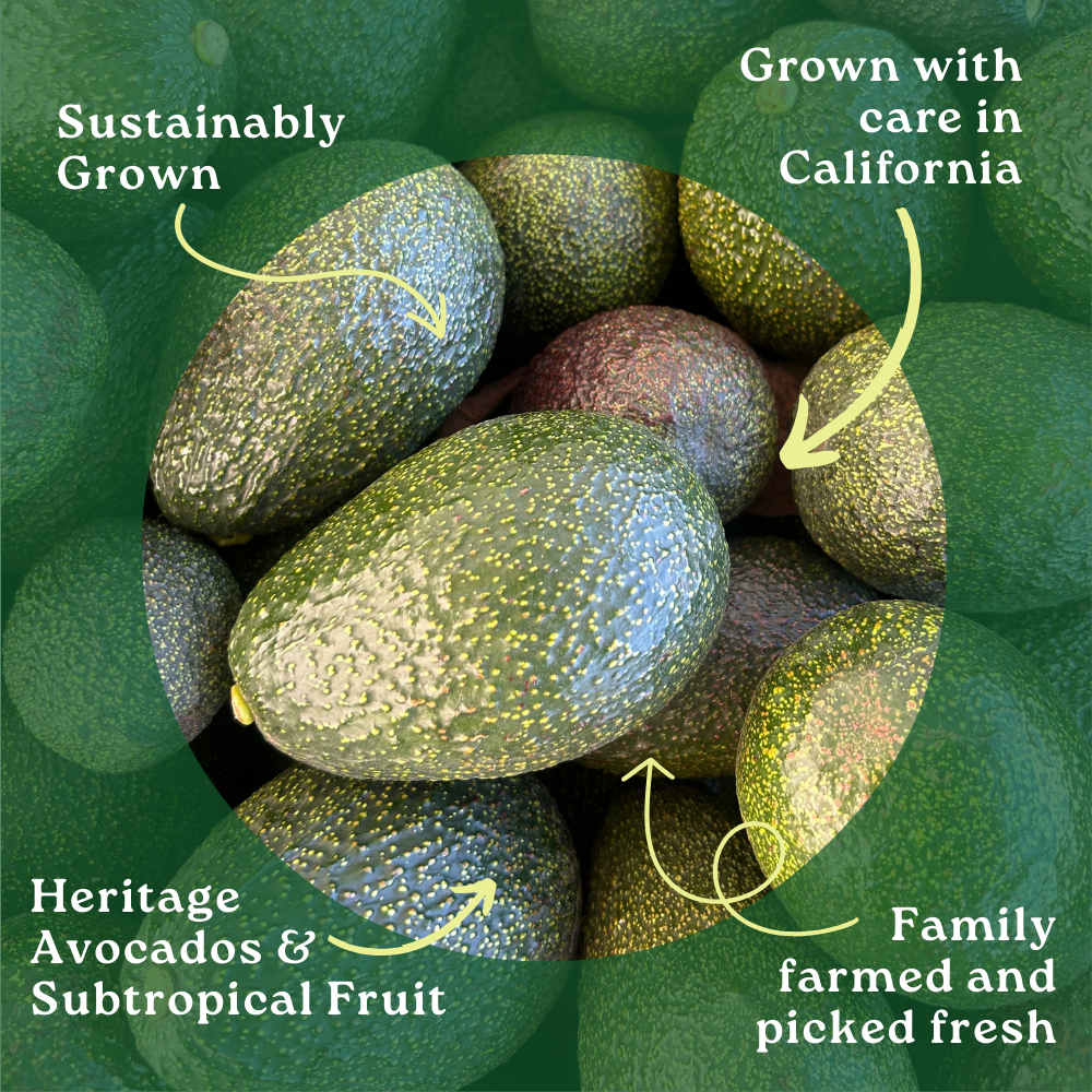 Gem Avocado Box
