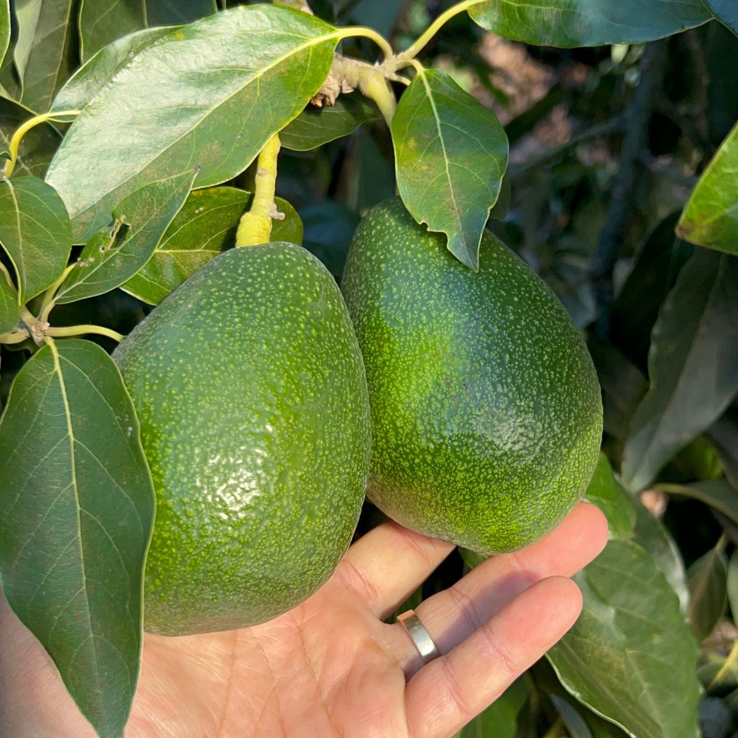 Hand holding two green avocados with a background of leaves