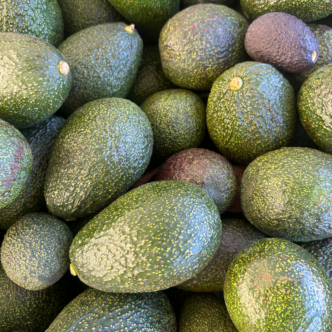 Gem Avocado Box