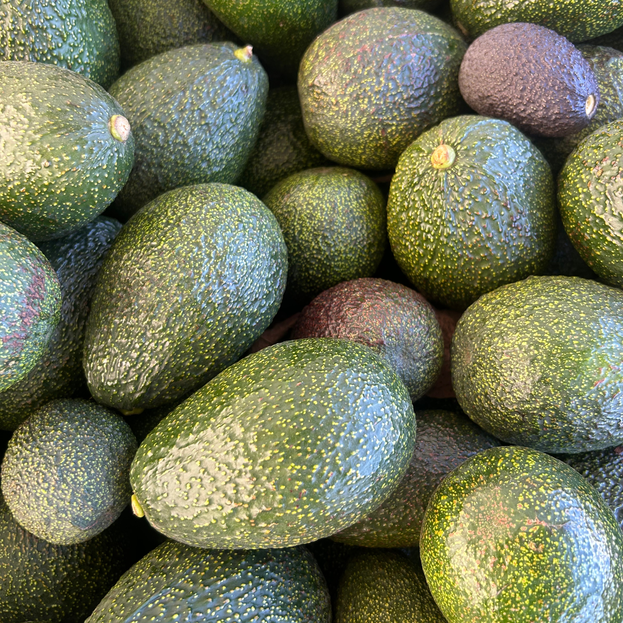 Gem Avocado Box